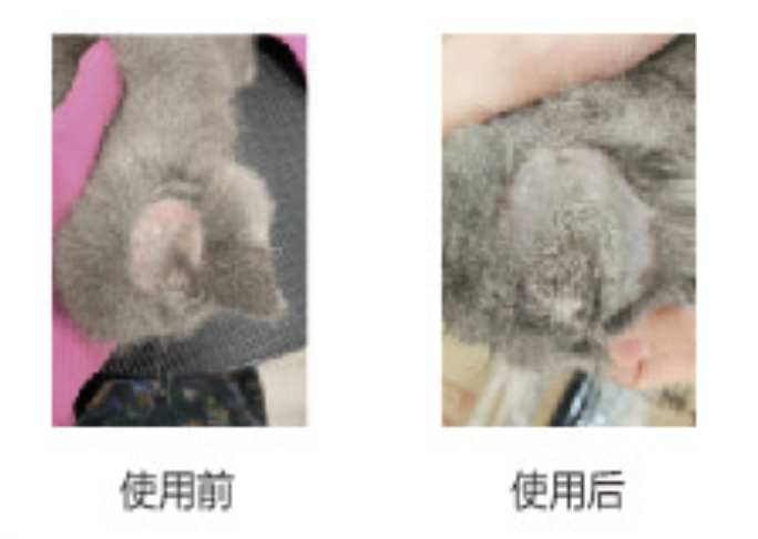 宠物美容(图3)
