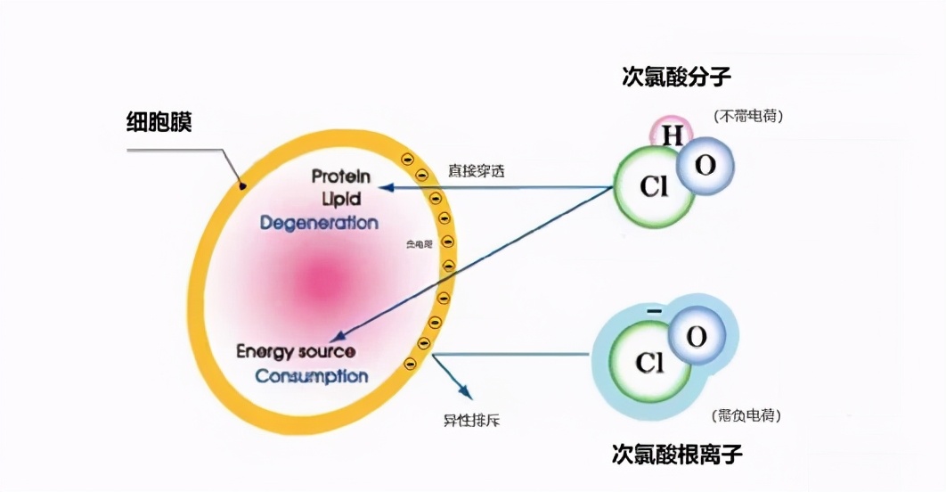 次氯酸——除甲醛的安全卫士
