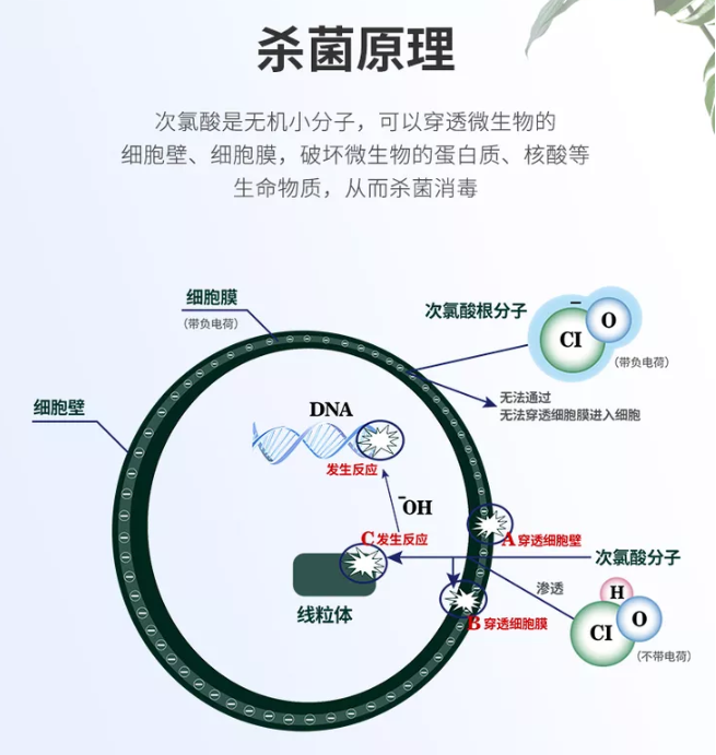 科普|为什么次氯酸能给身体消毒？(图4)