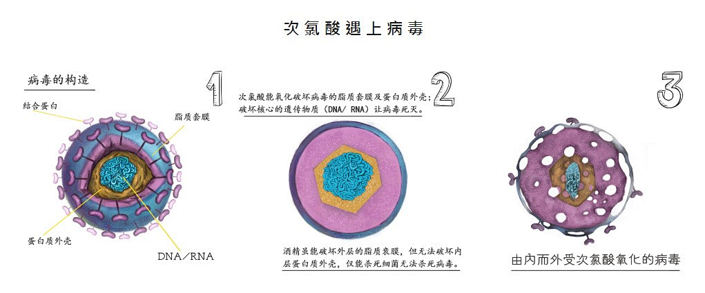 国外实验再次验证：次氯酸对新冠病毒有灭活效果(图7)