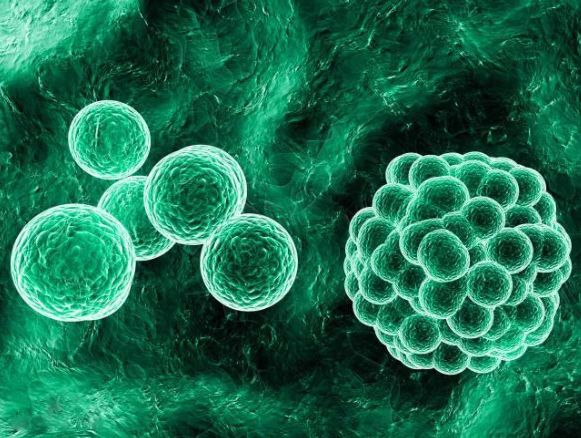 信点医疗告诉你，消毒与灭菌、抗菌、抑菌有何区别？(图2)